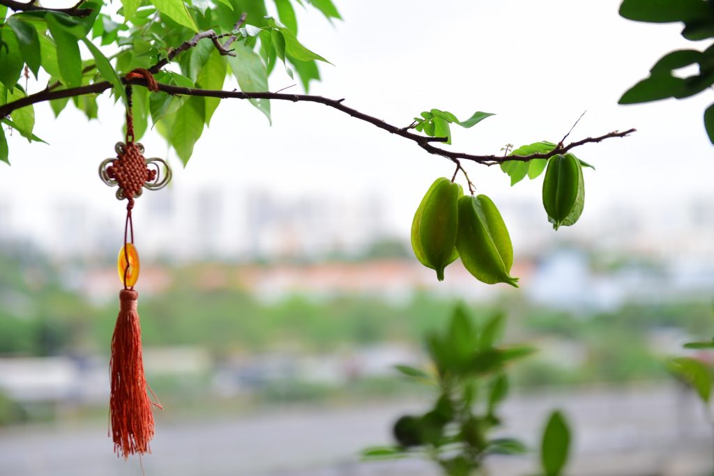 Góc ban công đầy hoa thơm trái ngọt cũng là “đất lành” để “chim đậu”. Như chị Trịnh Thị Nga, cư dân khu Nam Viên chia sẻ: “Nhà tôi chim bay về ban công làm tổ rất nhiều. Cứ vài tháng lại làm một tổ. Mở cửa ra là chim hót líu lo”.