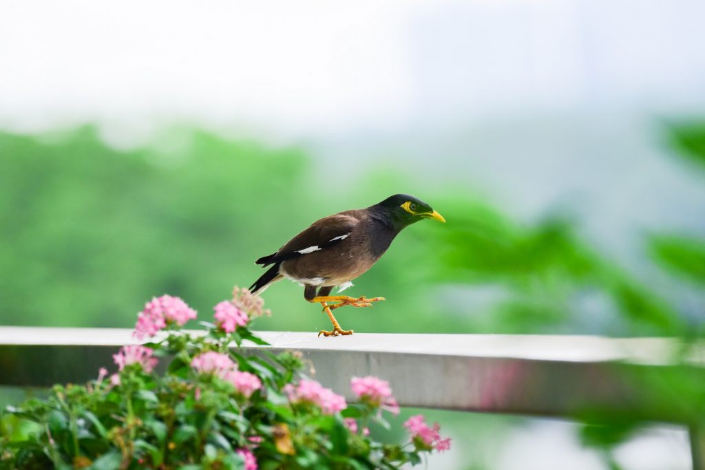 Góc ban công đầy hoa thơm trái ngọt cũng là “đất lành” để “chim đậu”. Như chị Trịnh Thị Nga, cư dân khu Nam Viên chia sẻ: “Nhà tôi chim bay về ban công làm tổ rất nhiều. Cứ vài tháng lại làm một tổ. Mở cửa ra là chim hót líu lo”.